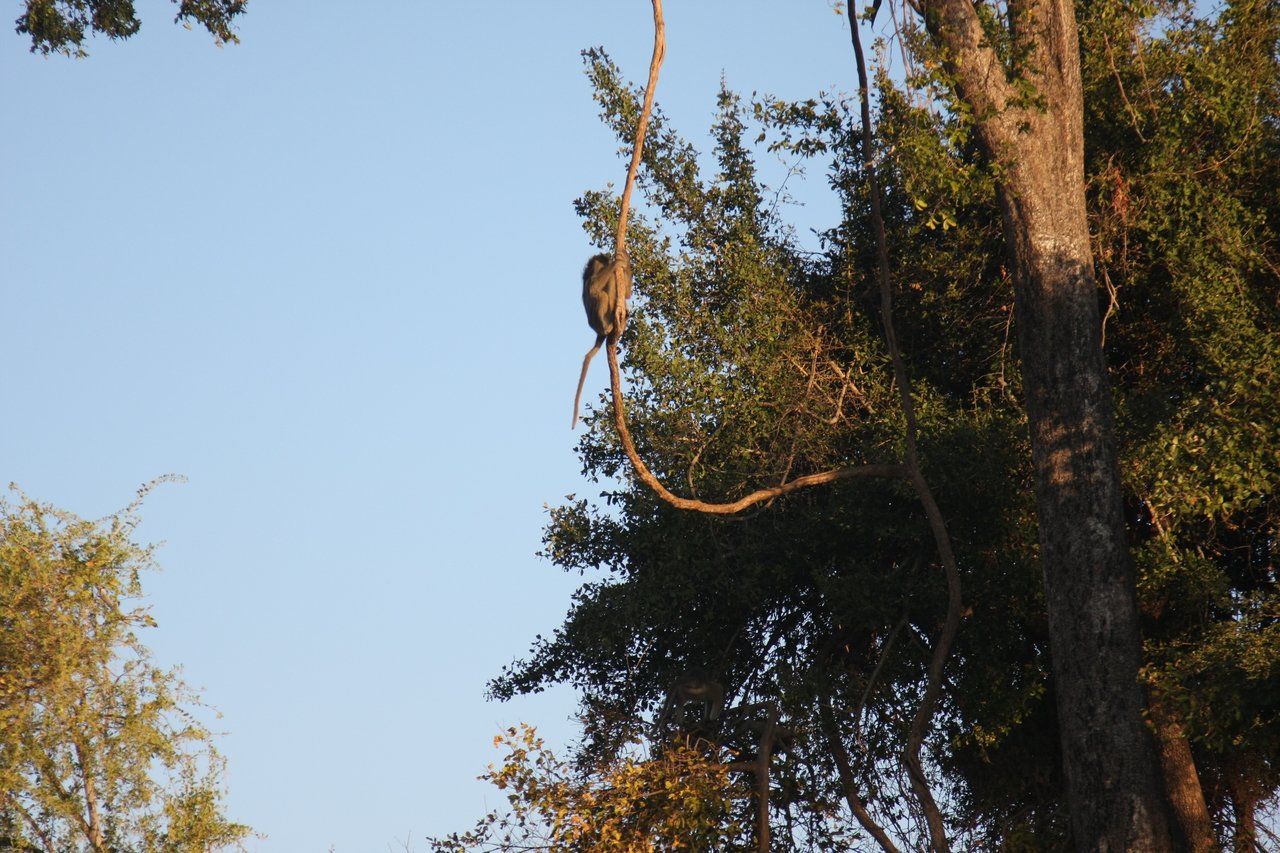 [33612] 2016_07_04_11_16_32_Africa_Canon_EOS_40D_IMG__05781.jpg