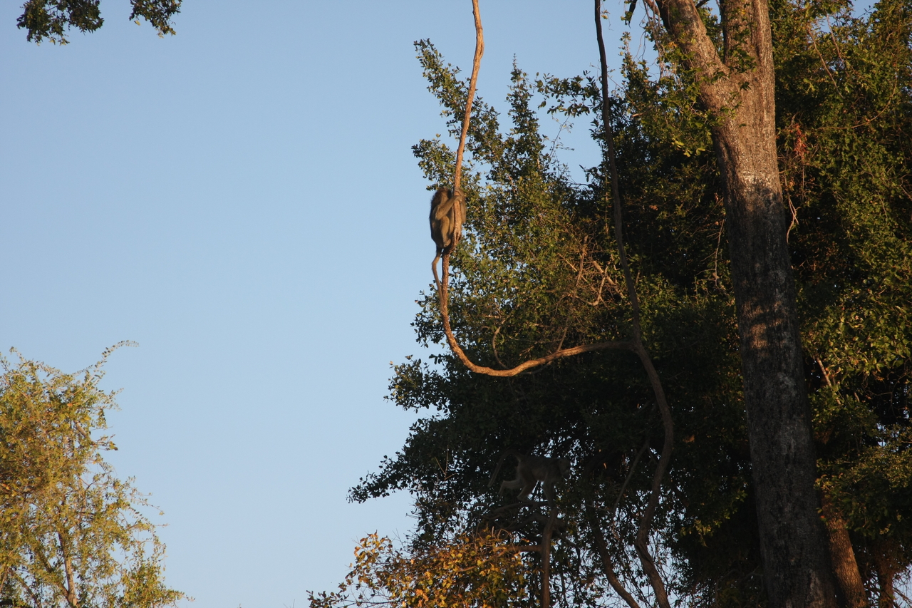 [33617] 2016_07_04_11_16_33_Africa_Canon_EOS_40D_IMG__00149.jpg