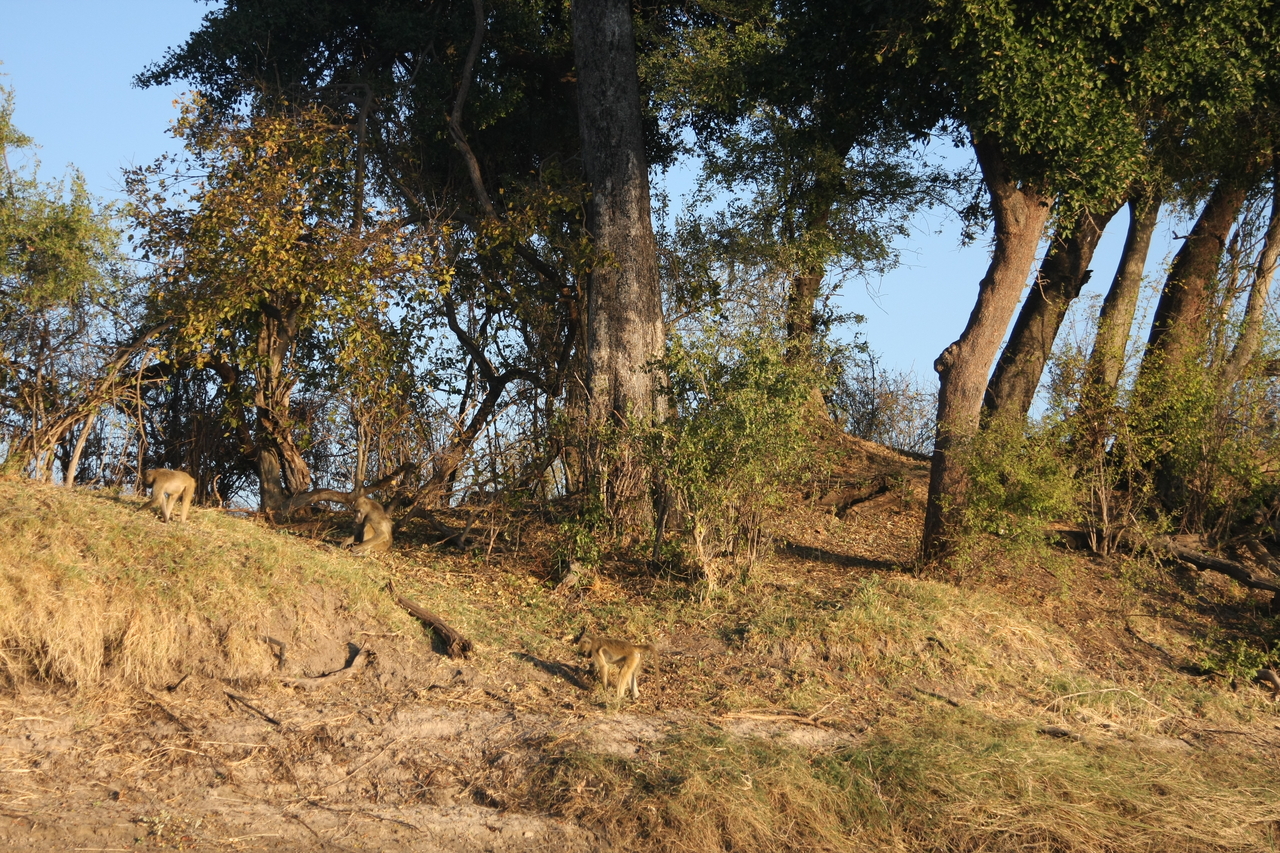 [33687] 2016_07_04_11_17_20_Africa_Canon_EOS_40D_IMG__00175.jpg