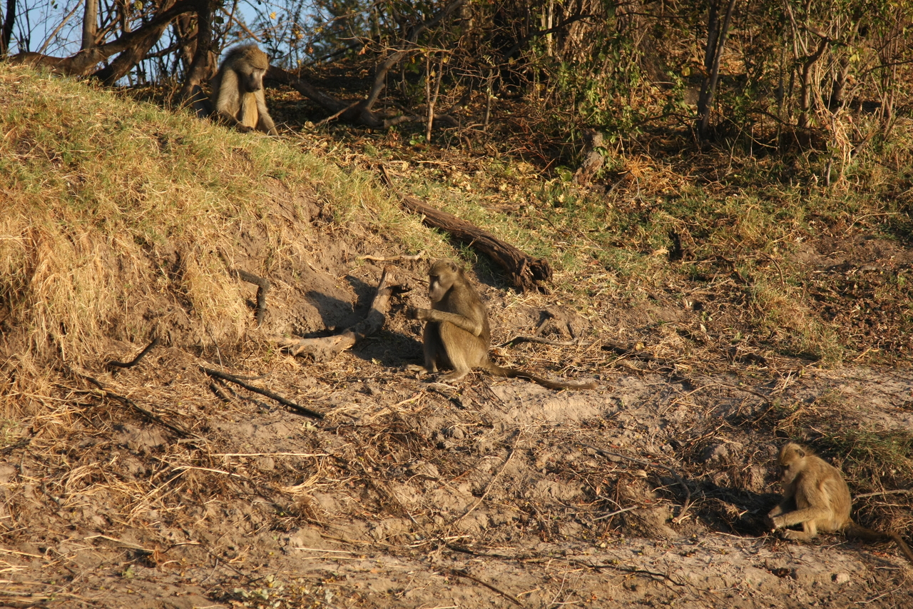 [33730] 2016_07_04_11_18_33_Africa_Canon_EOS_40D_IMG__00192.jpg