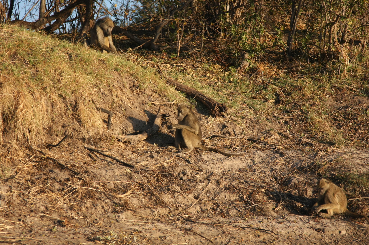 [33731] 2016_07_04_11_18_33_Africa_Canon_EOS_40D_IMG__05824.jpg