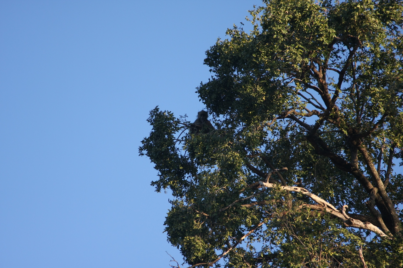 [33746] 2016_07_04_11_18_57_Africa_Canon_EOS_40D_IMG__00196.jpg