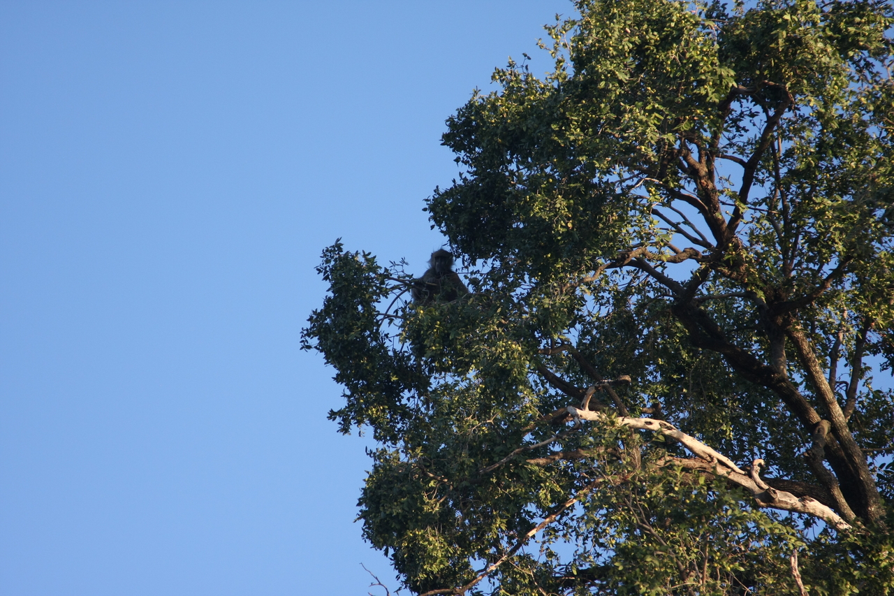 [33747] 2016_07_04_11_18_57_Africa_Canon_EOS_40D_IMG__00197.jpg