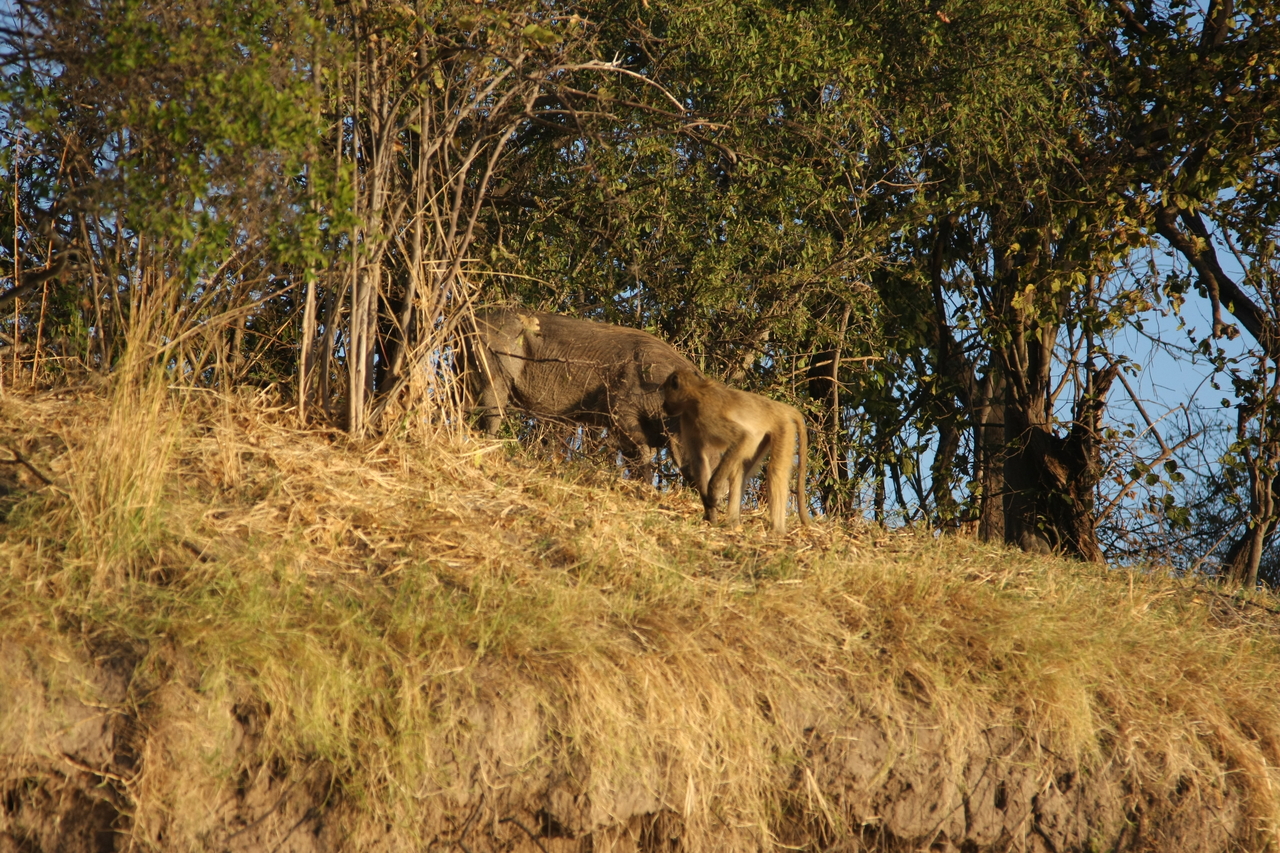 [33786] 2016_07_04_11_19_55_Africa_Canon_EOS_40D_IMG__13291.jpg