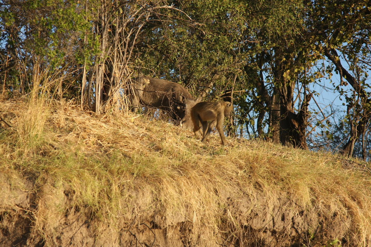 [33791] 2016_07_04_11_19_58_Africa_Canon_EOS_40D_IMG__00212.jpg