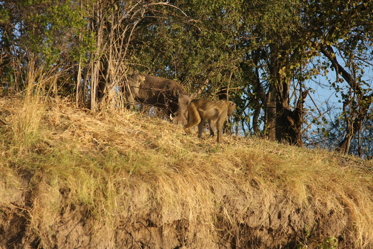 [33792] 2016_07_04_11_19_58_Africa_Canon_EOS_40D_IMG__00214.jpg