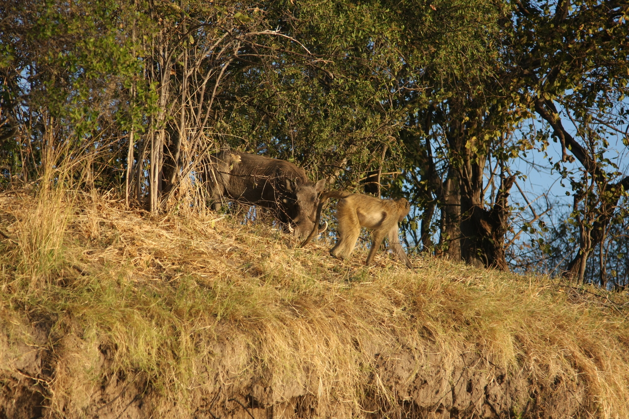 [33798] 2016_07_04_11_19_59_Africa_Canon_EOS_40D_IMG__00216.jpg