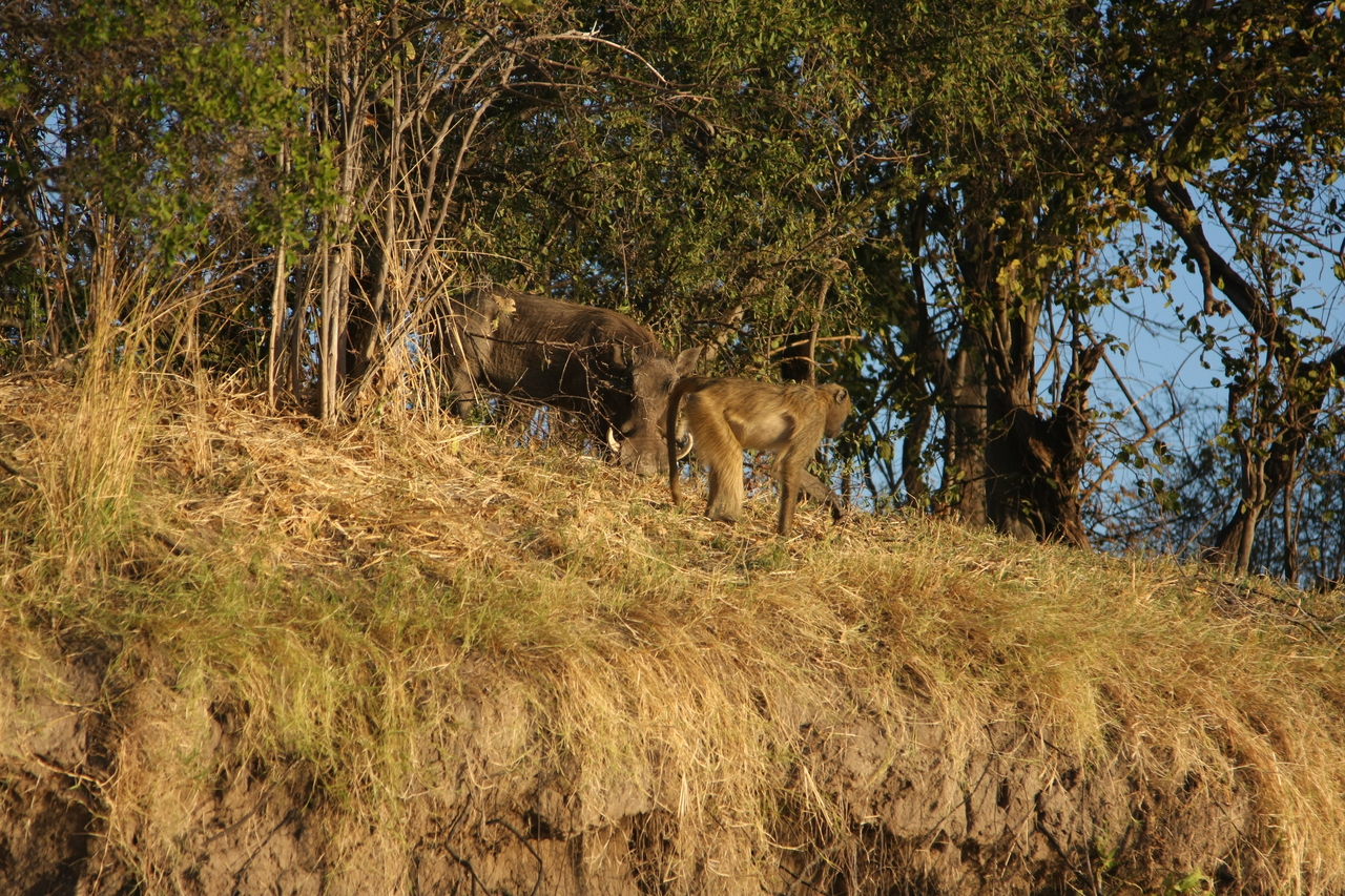 [33799] 2016_07_04_11_19_59_Africa_Canon_EOS_40D_IMG__05850.jpg