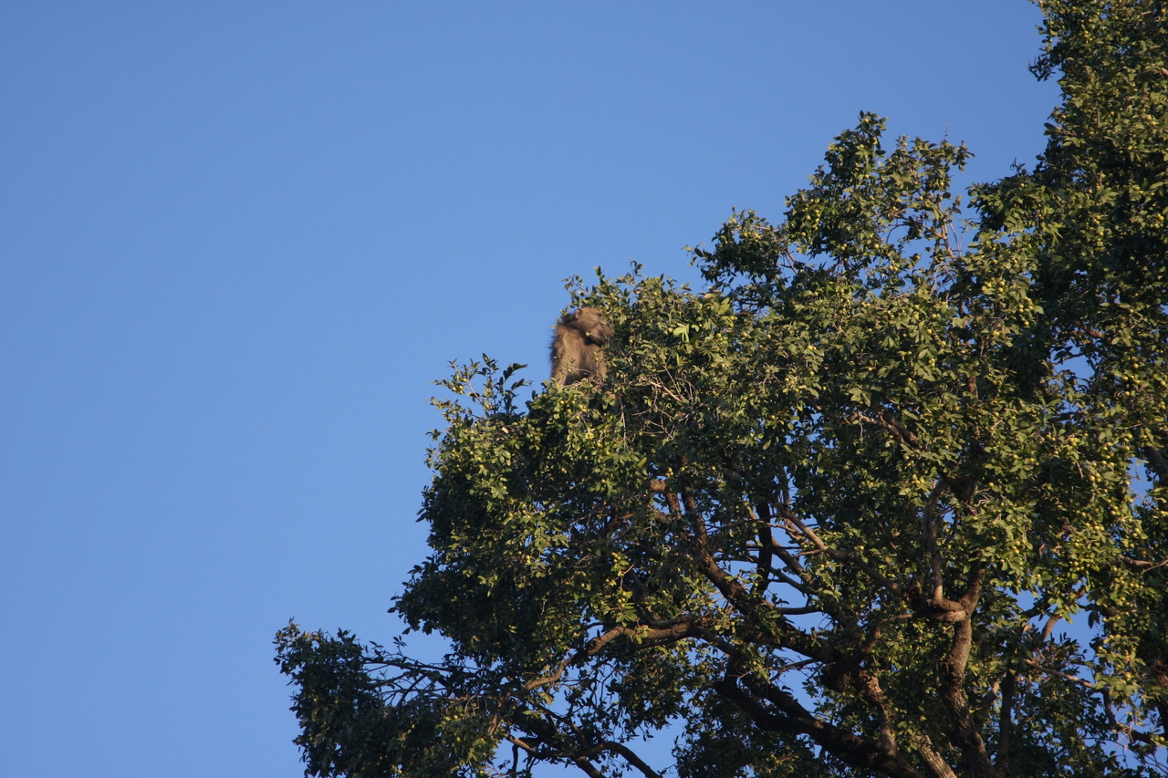 [33815] 2016_07_04_11_21_04_Africa_Canon_EOS_40D_IMG__05855.jpg