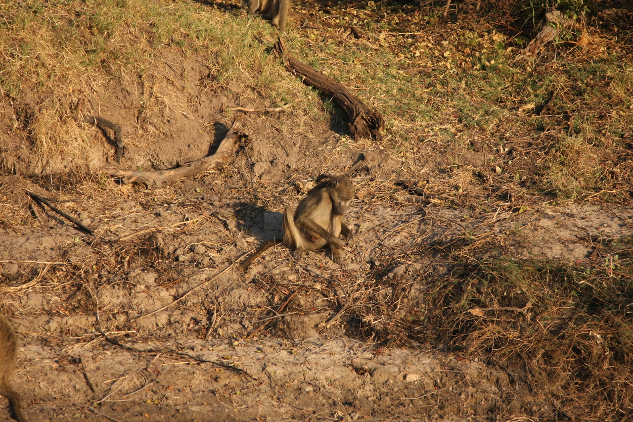 [33821] 2016_07_04_11_21_13_Africa_Canon_EOS_40D_IMG__00223.jpg