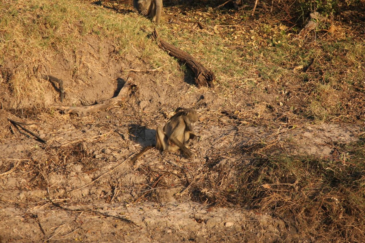 [33823] 2016_07_04_11_21_13_Africa_Canon_EOS_40D_IMG__00227.jpg