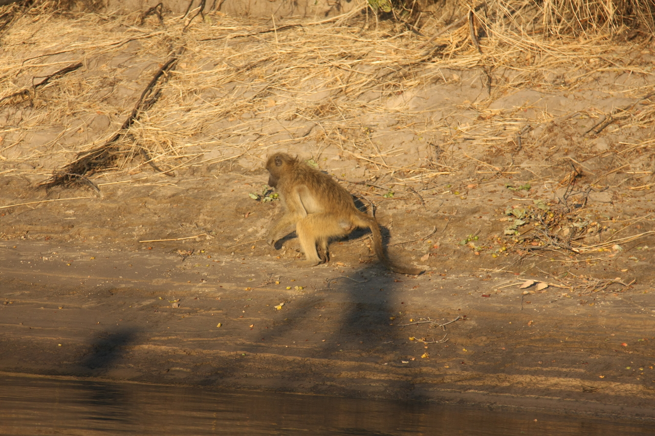 [33839] 2016_07_04_11_22_35_Africa_Canon_EOS_40D_IMG__13310.jpg