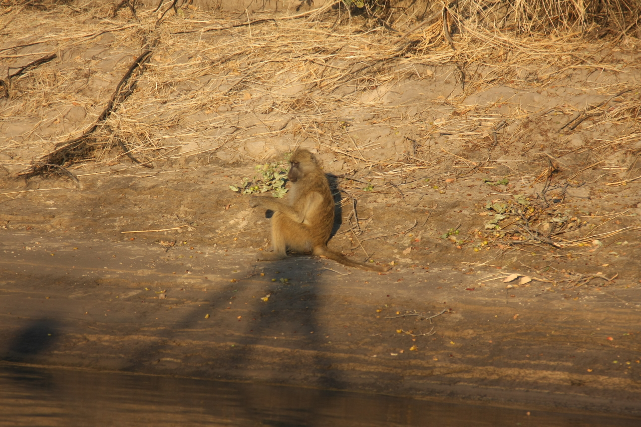 [33842] 2016_07_04_11_22_36_Africa_Canon_EOS_40D_IMG__00231.jpg