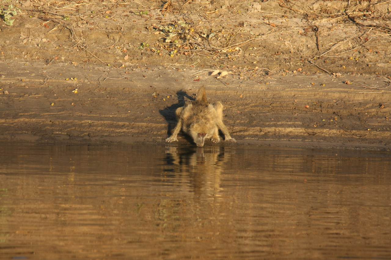 [33870] 2016_07_04_11_22_55_Africa_Canon_EOS_40D_IMG__05876.jpg