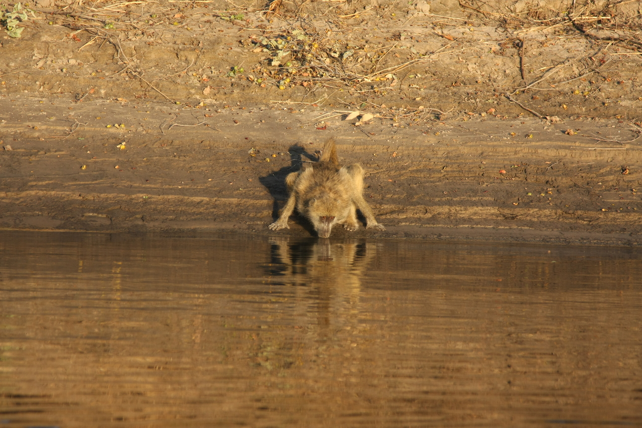 [33872] 2016_07_04_11_22_55_Africa_Canon_EOS_40D_IMG__13322.jpg