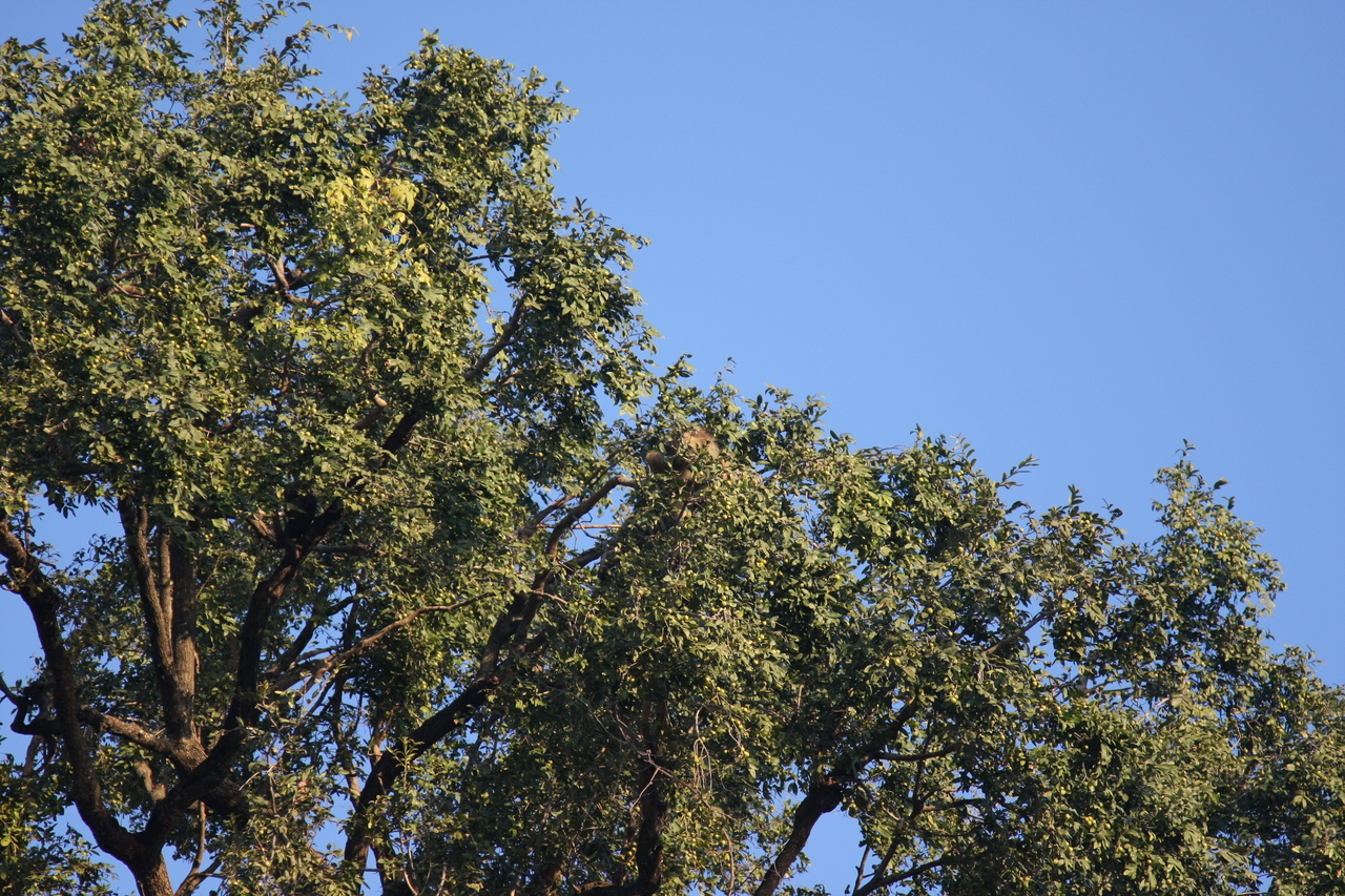 [33912] 2016_07_04_11_23_12_Africa_Canon_EOS_40D_IMG__13337.jpg