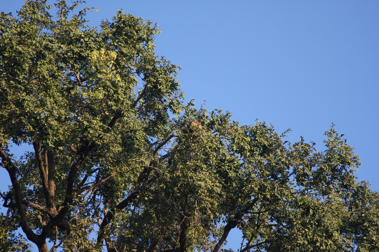 [33913] 2016_07_04_11_23_12_Africa_Canon_EOS_40D_IMG__13338.jpg