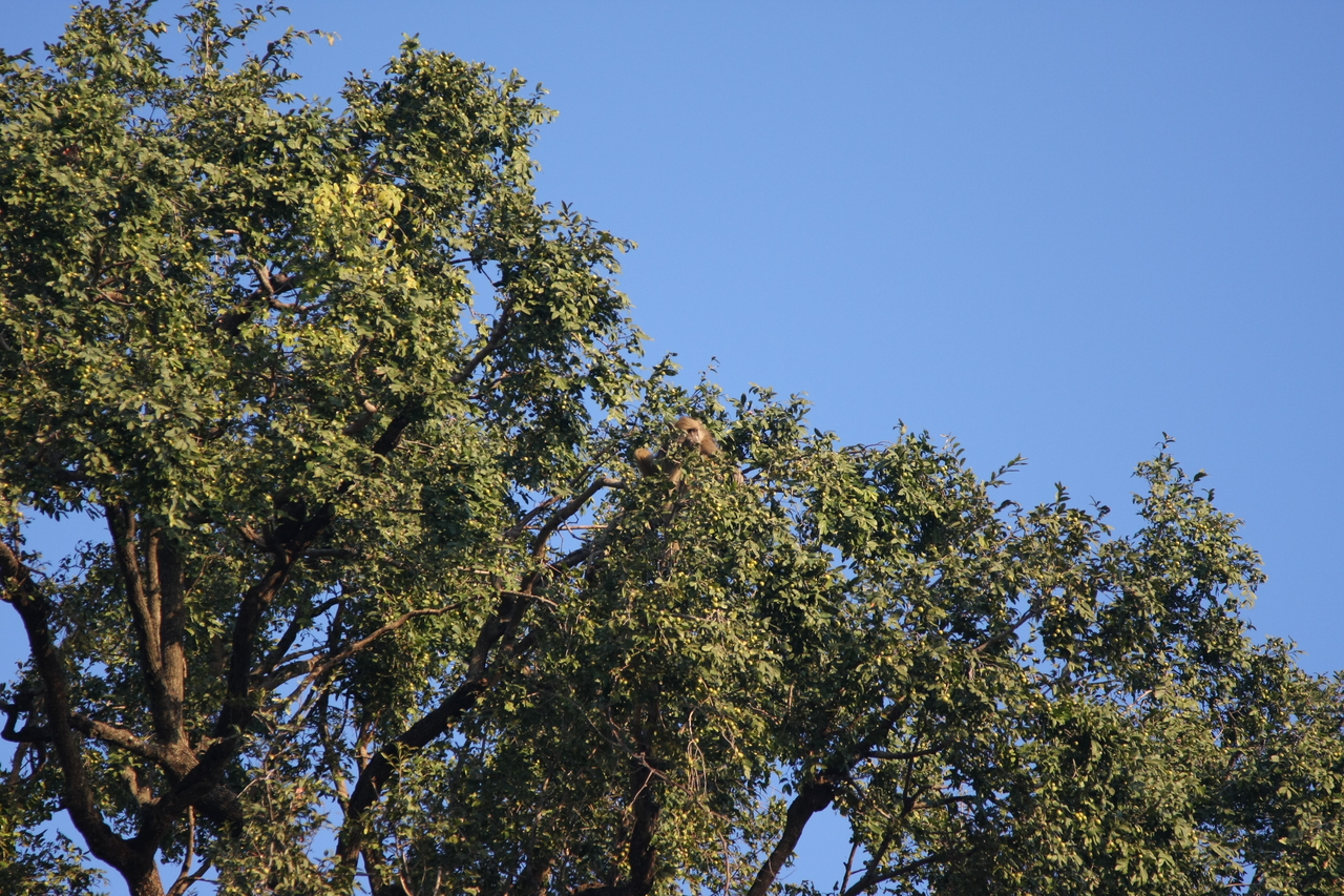 [33917] 2016_07_04_11_23_13_Africa_Canon_EOS_40D_IMG__05894.jpg