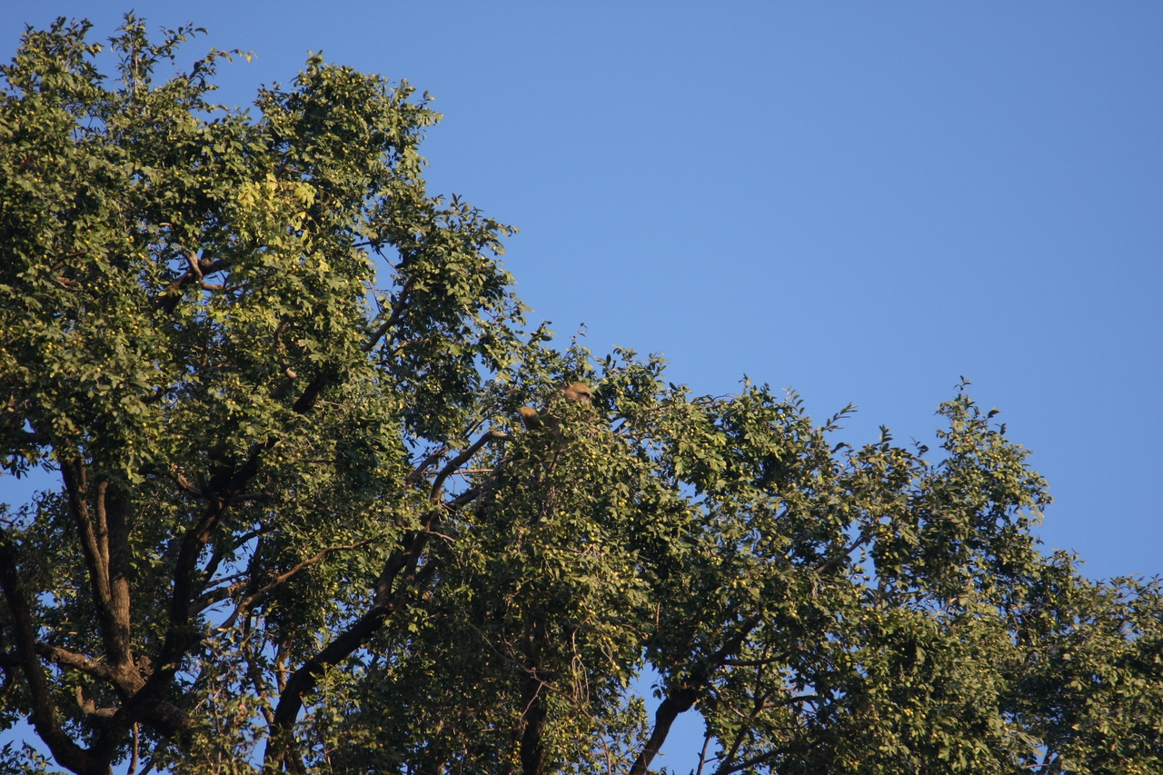 [33927] 2016_07_04_11_23_15_Africa_Canon_EOS_40D_IMG__13343.jpg