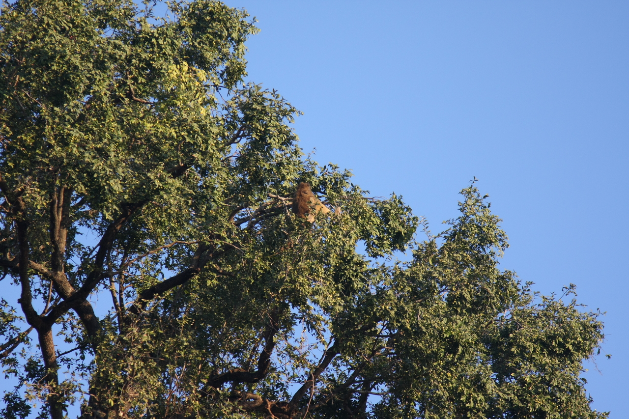 [33932] 2016_07_04_11_23_32_Africa_Canon_EOS_40D_IMG__05898.jpg