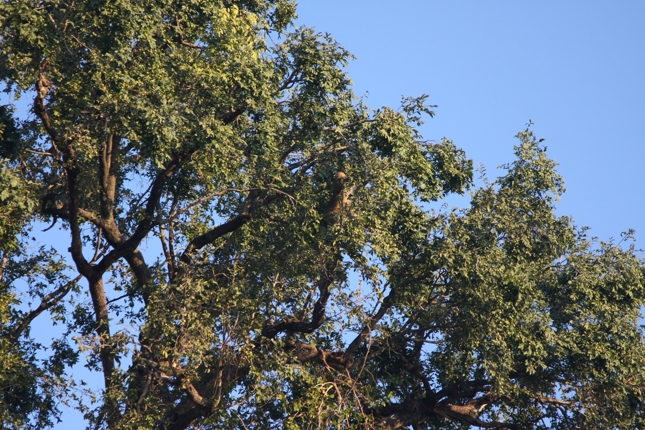 [33942] 2016_07_04_11_23_33_Africa_Canon_EOS_40D_IMG__05902.jpg