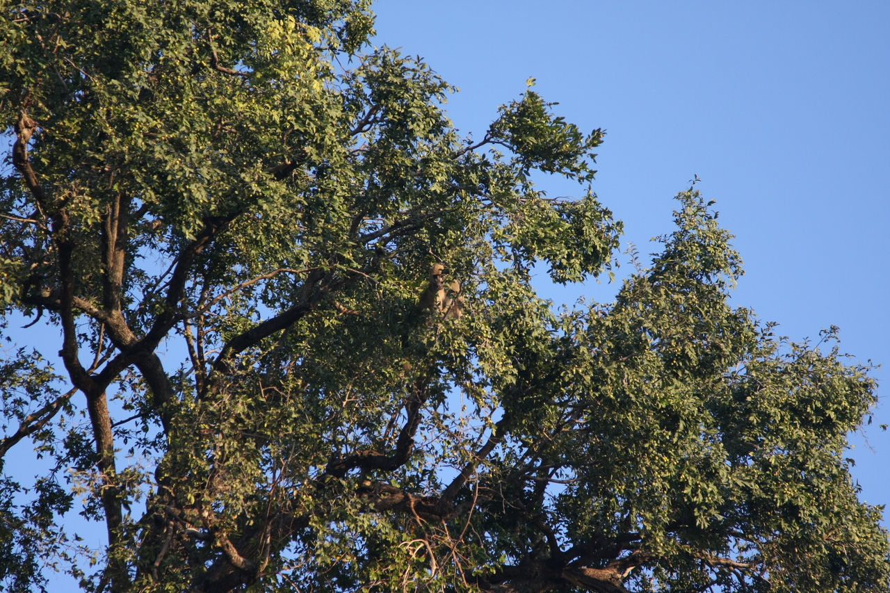 [33943] 2016_07_04_11_23_33_Africa_Canon_EOS_40D_IMG__05903.jpg