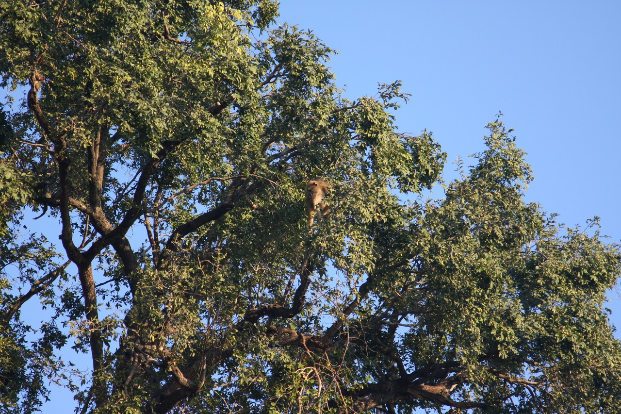 [33948] 2016_07_04_11_23_34_Africa_Canon_EOS_40D_IMG__00271.jpg