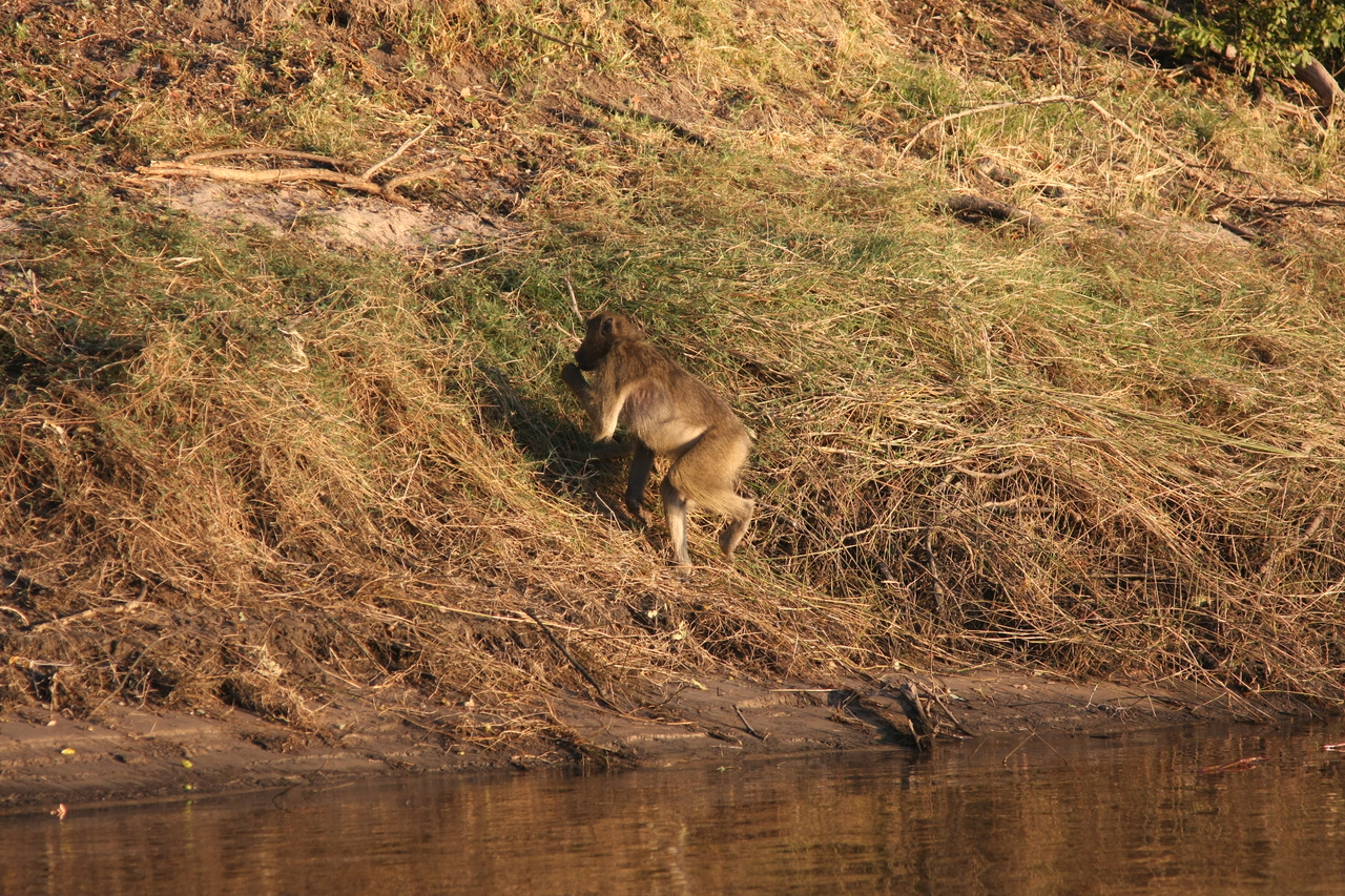 [33957] 2016_07_04_11_24_03_Africa_Canon_EOS_40D_IMG__00274.jpg