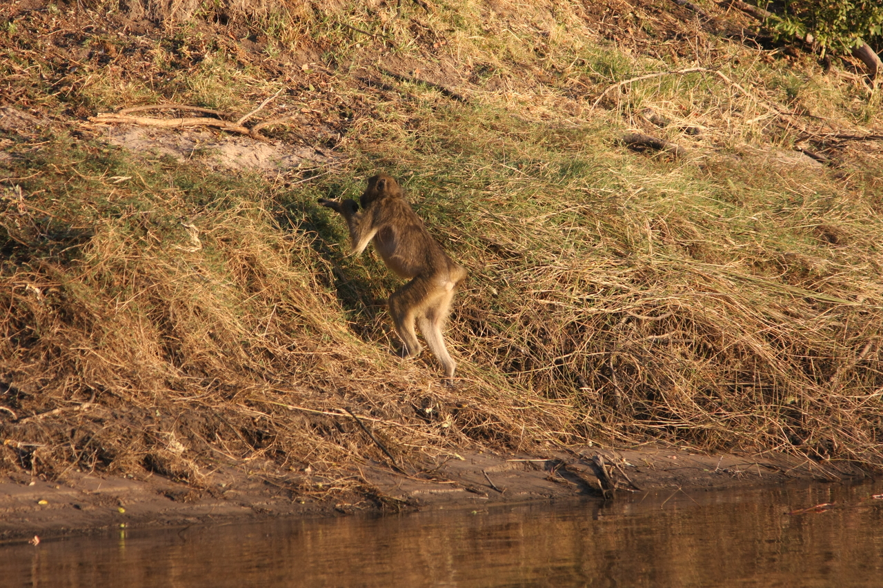 [33958] 2016_07_04_11_24_03_Africa_Canon_EOS_40D_IMG__00275.jpg