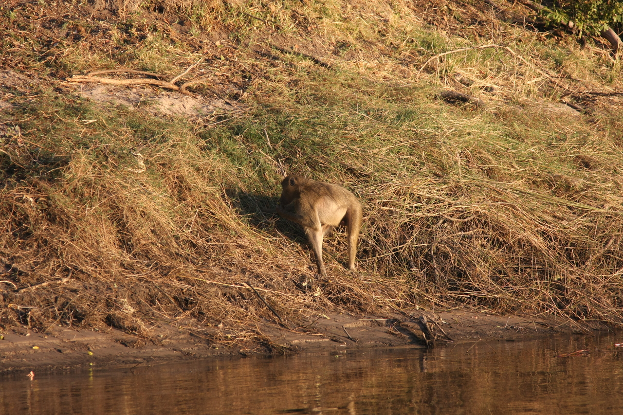 [33962] 2016_07_04_11_24_03_Africa_Canon_EOS_40D_IMG__13355.jpg
