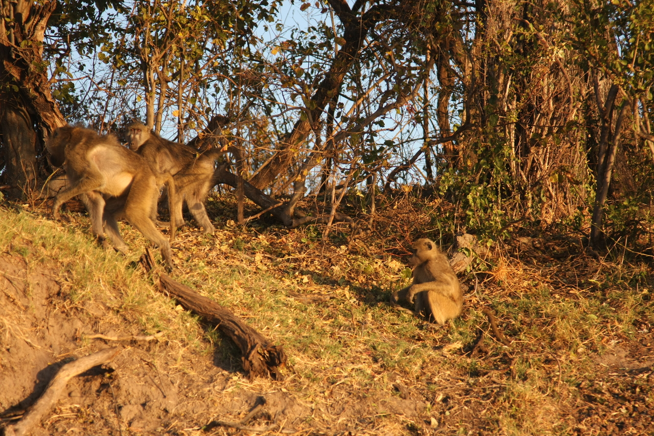 [33967] 2016_07_04_11_26_27_Africa_Canon_EOS_40D_IMG__00278.jpg