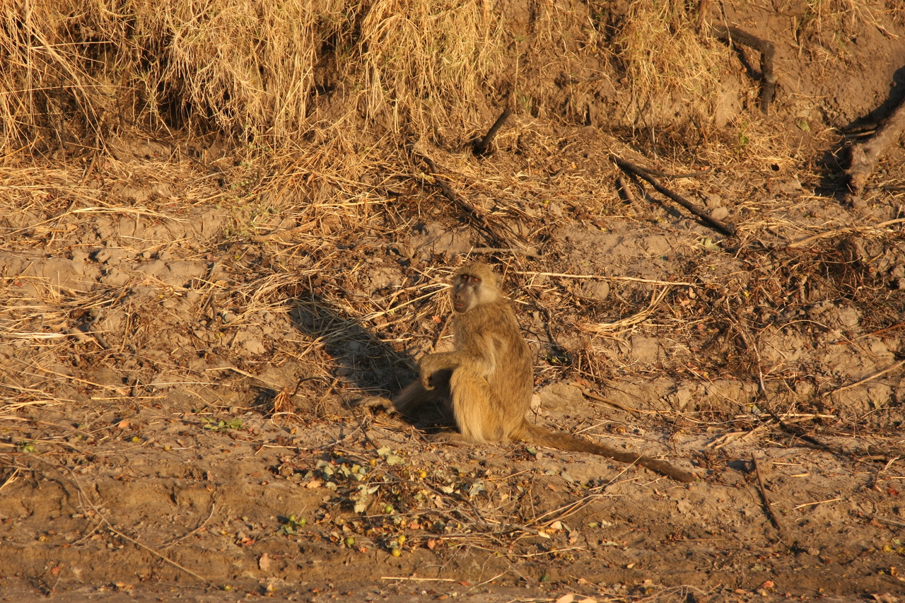 [33977] 2016_07_04_11_26_39_Africa_Canon_EOS_40D_IMG__05914.jpg