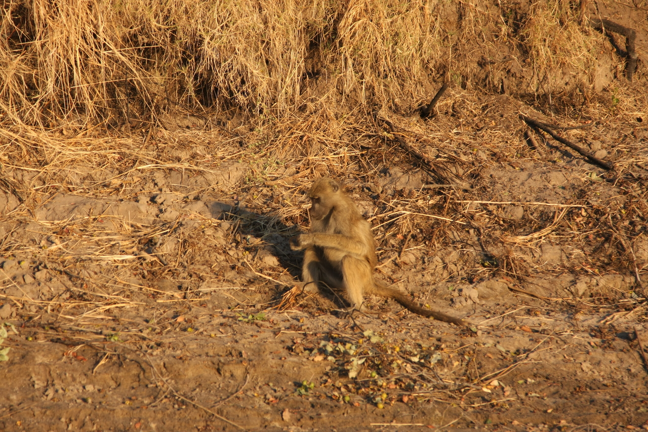 [33989] 2016_07_04_11_26_45_Africa_Canon_EOS_40D_IMG__05919.jpg