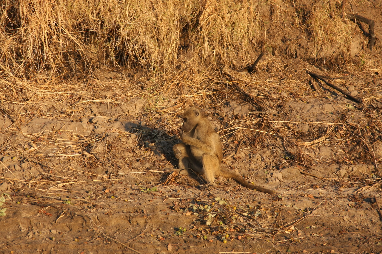 [33994] 2016_07_04_11_26_45_Africa_Canon_EOS_40D_IMG__13368.jpg