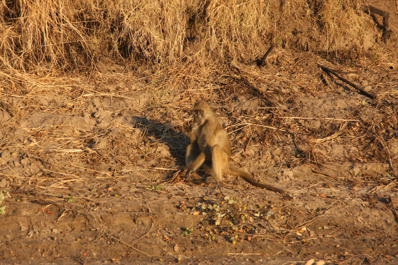 [33999] 2016_07_04_11_26_49_Africa_Canon_EOS_40D_IMG__05923.jpg