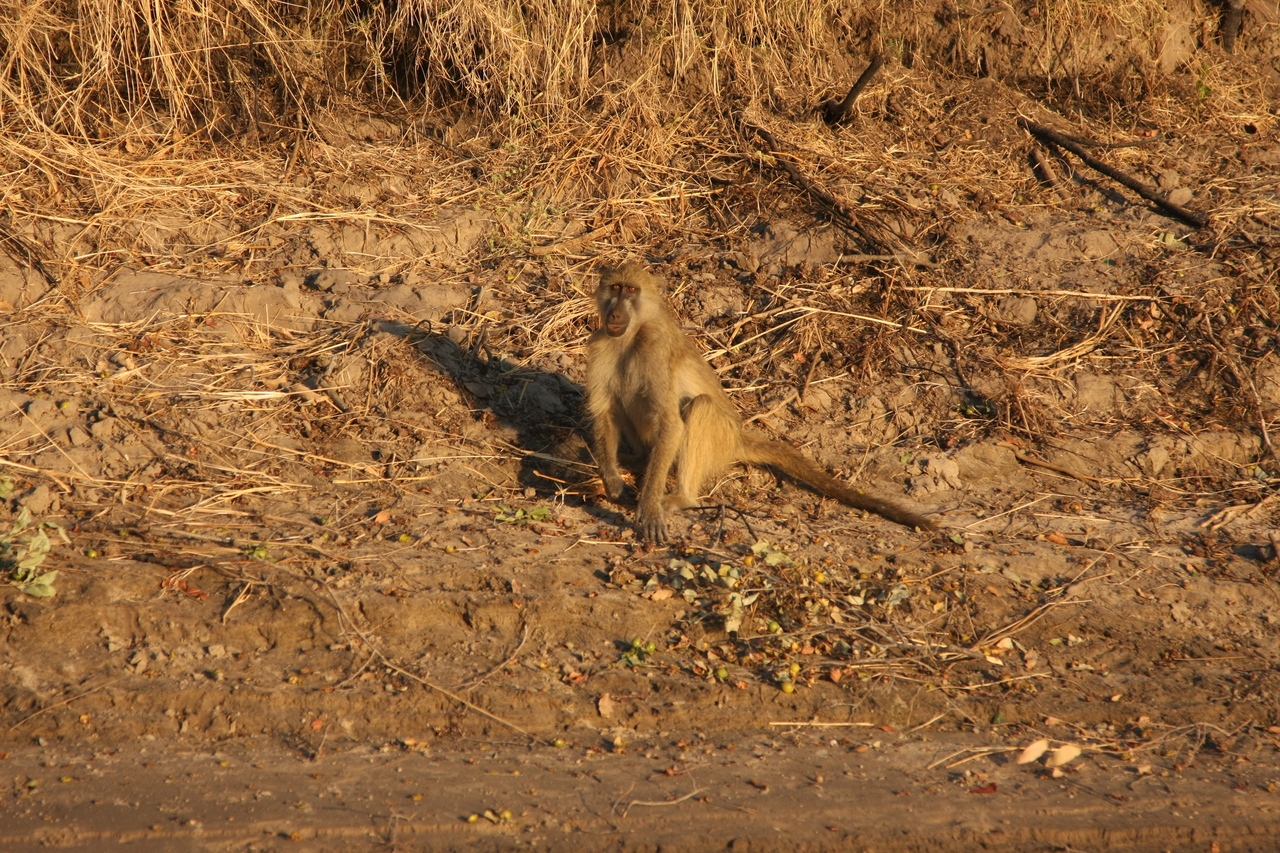 [34022] 2016_07_04_11_27_09_Africa_Canon_EOS_40D_IMG__13377.jpg