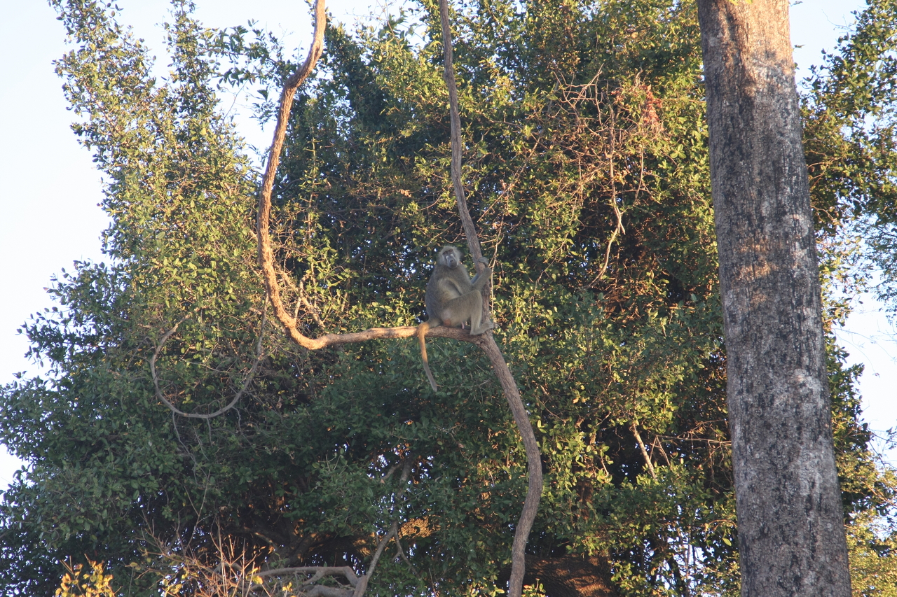 [34048] 2016_07_04_11_28_51_Africa_Canon_EOS_40D_IMG__05942.jpg