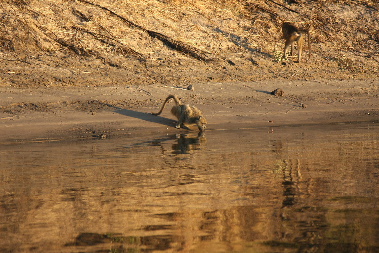 [34054] 2016_07_04_11_30_39_Africa_Canon_EOS_40D_IMG__13390.jpg