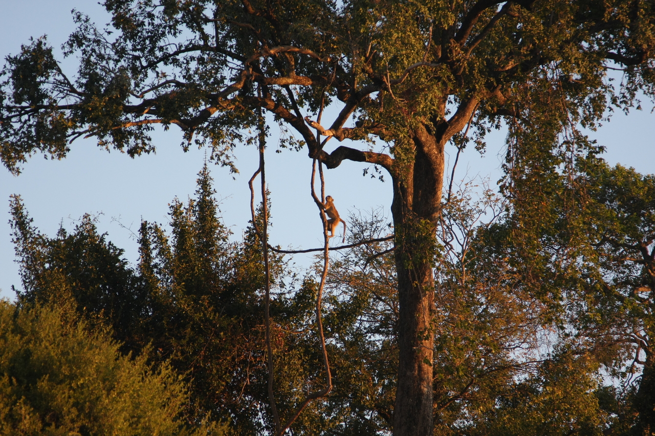 [34073] 2016_07_04_11_32_26_Africa_Canon_EOS_40D_IMG__00314.jpg