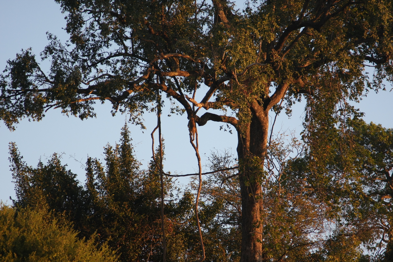 [34088] 2016_07_04_11_32_29_Africa_Canon_EOS_40D_IMG__00319.jpg