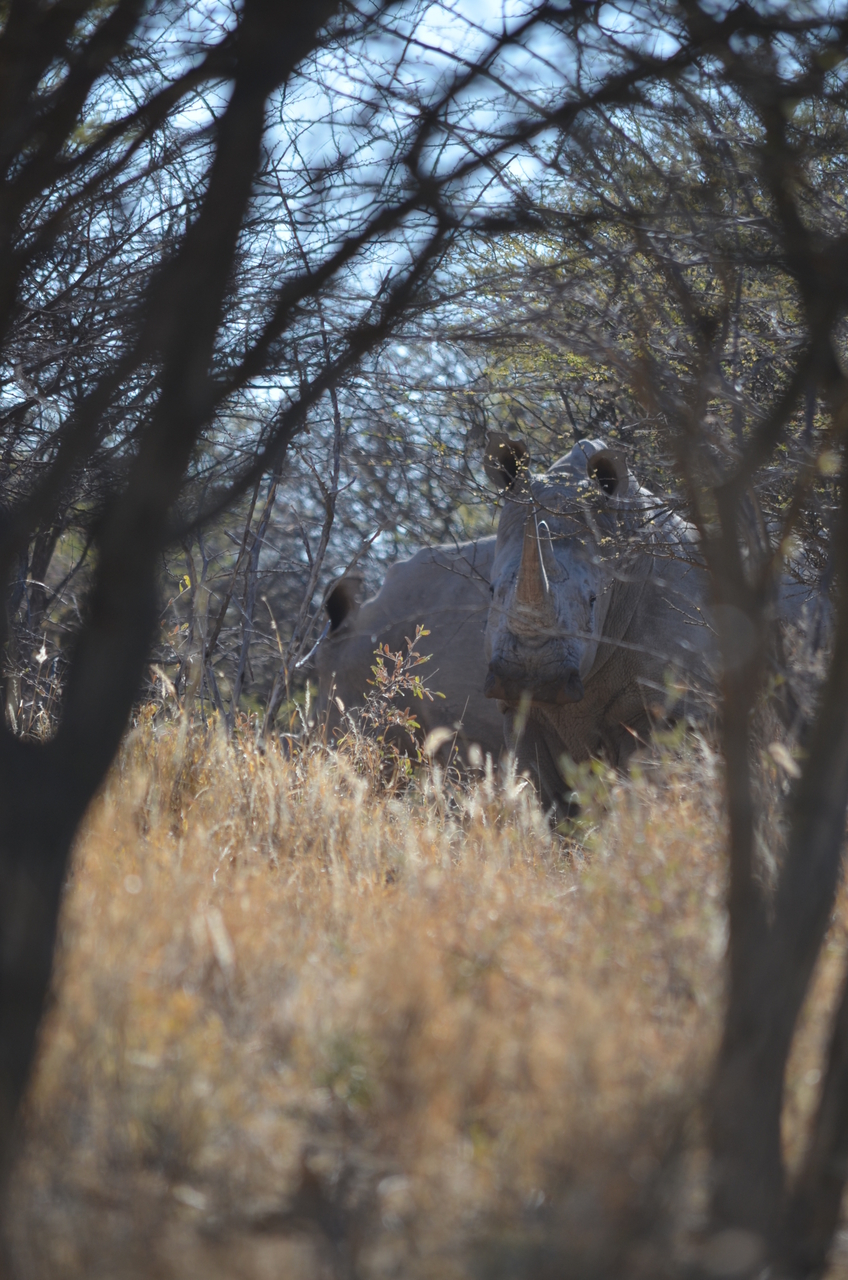 [4489] 2016_06_23_00_28_44_Africa_NIKON_D5100_IMG__04638.jpg