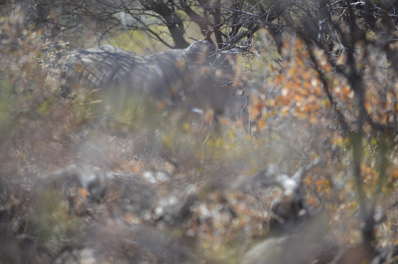 [4505] 2016_06_23_00_38_24_Africa_NIKON_D5100_IMG__04646.jpg