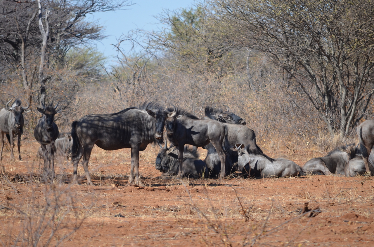 [4539] 2016_06_23_01_01_39_Africa_NIKON_D5100_IMG__04663.jpg
