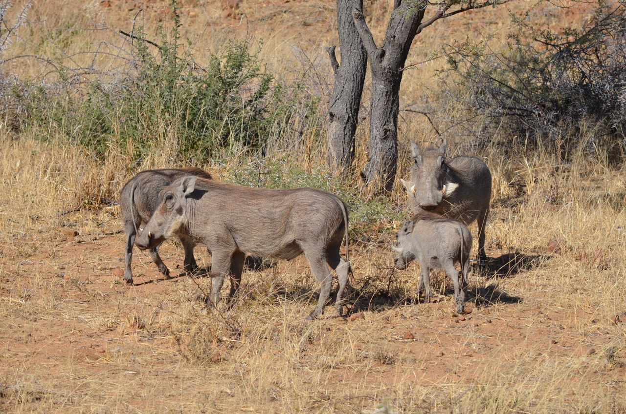 [4547] 2016_06_23_01_23_55_Africa_NIKON_D5100_IMG__04667.jpg