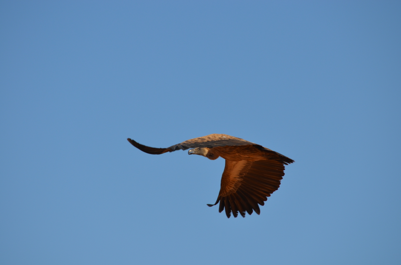 [5046] 2016_06_23_06_13_10_Africa_NIKON_D5100_IMG__00054.jpg