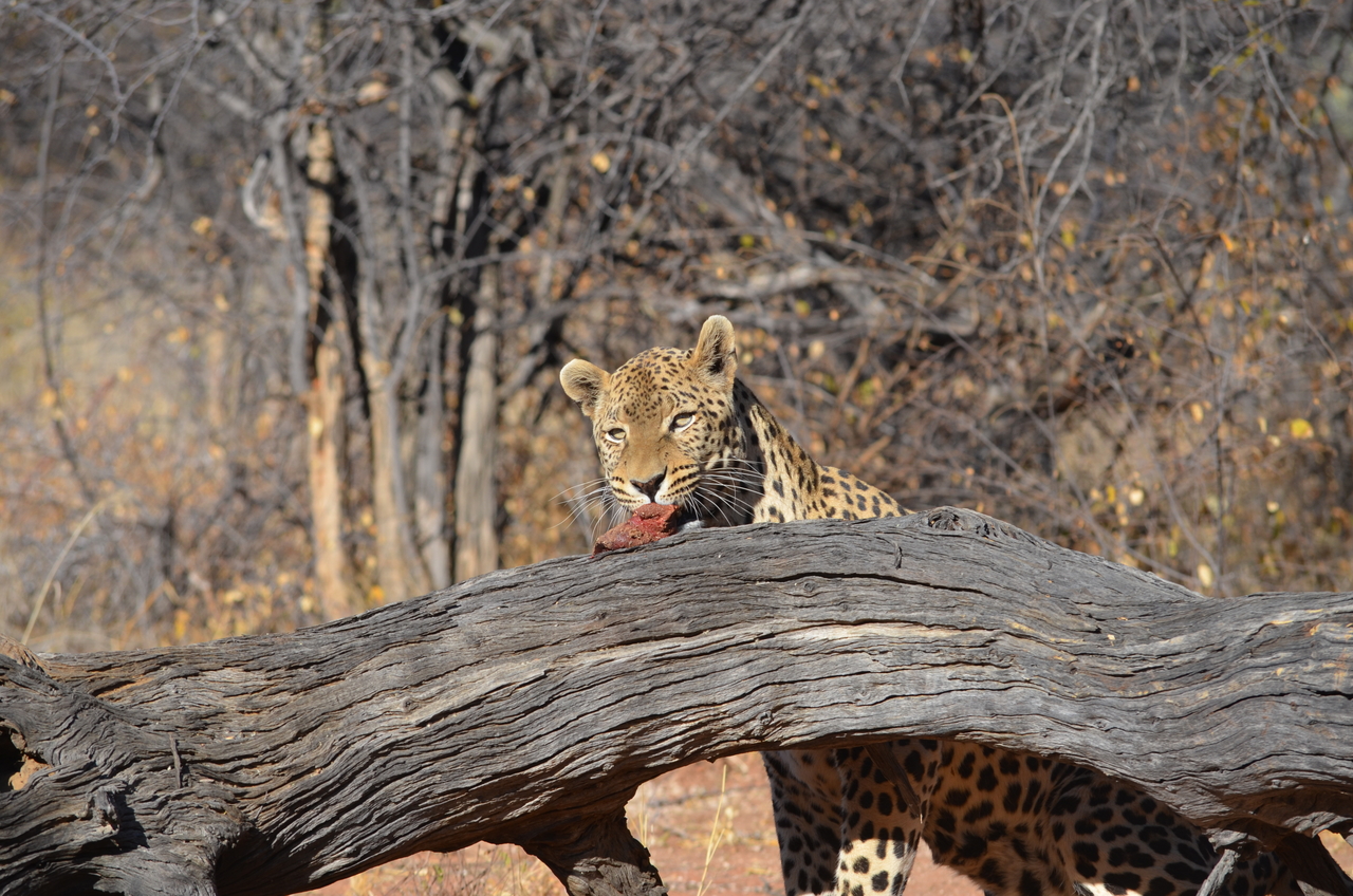 [5052] 2016_06_23_06_25_51_Africa_NIKON_D5100_IMG__00057.jpg