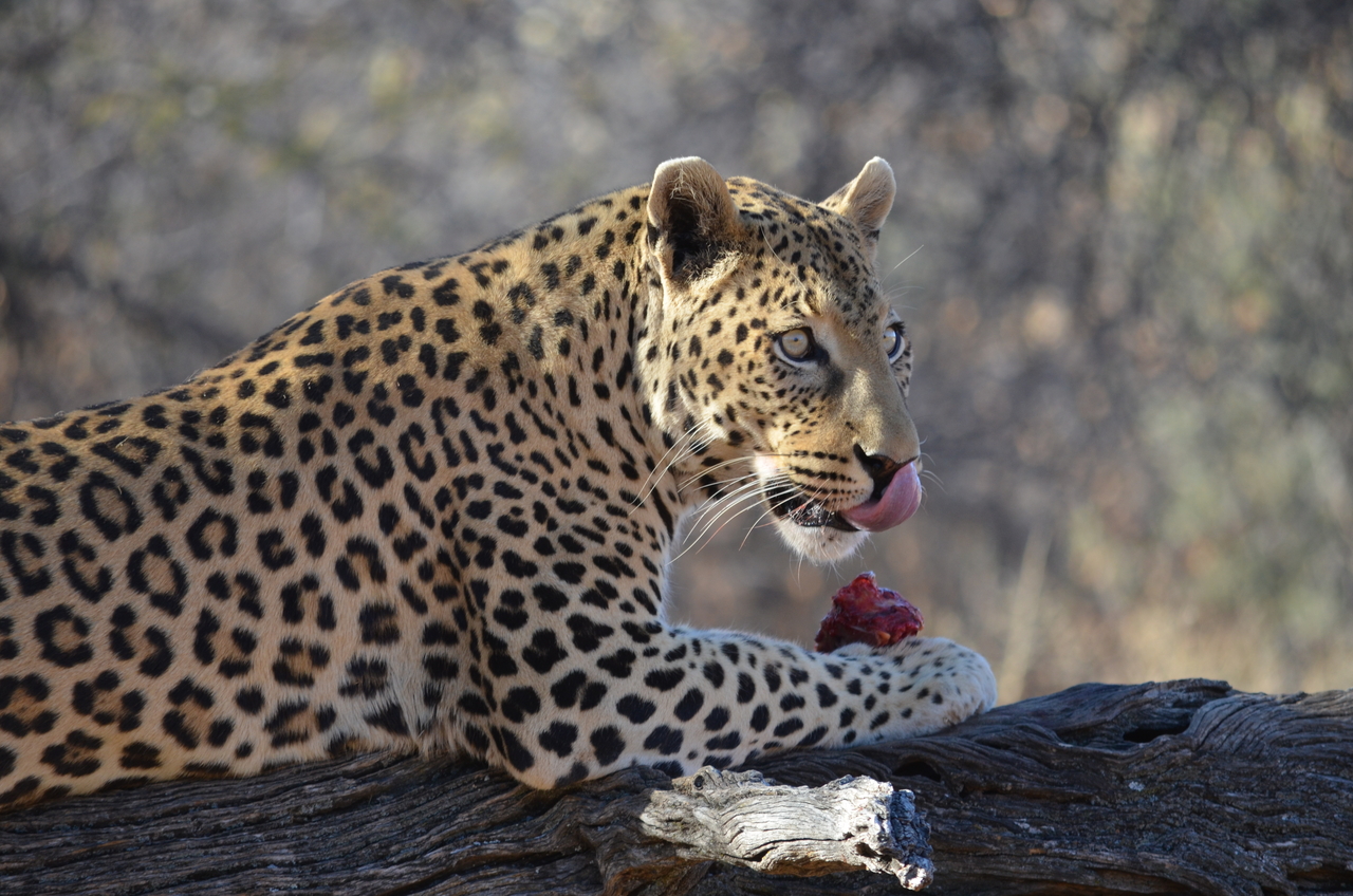 [5061] 2016_06_23_06_30_16_Africa_NIKON_D5100_IMG__04683.jpg