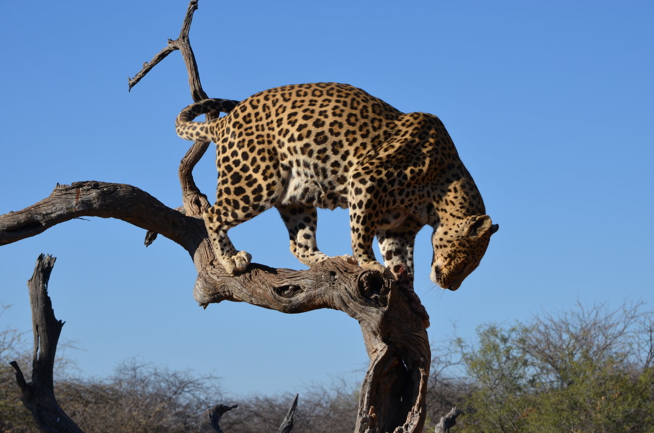 [5077] 2016_06_23_06_36_32_Africa_NIKON_D5100_IMG__04691.jpg