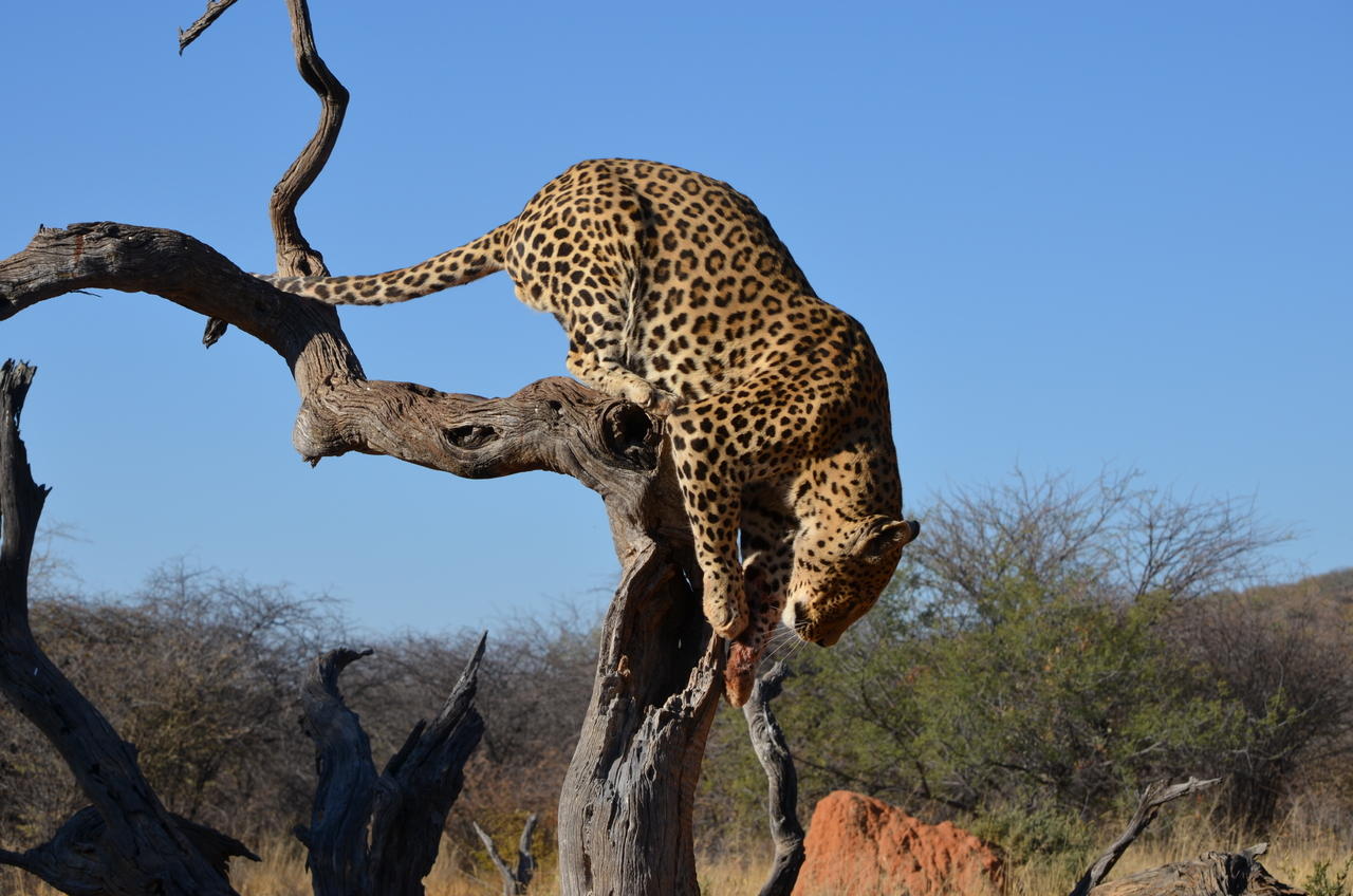 [5079] 2016_06_23_06_36_34_Africa_NIKON_D5100_IMG__04692.jpg