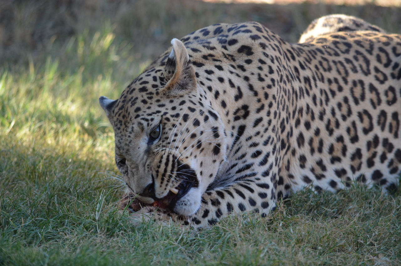 [5087] 2016_06_23_06_37_23_Africa_NIKON_D5100_IMG__04696.jpg